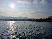 131  Lake Zurich.jpg